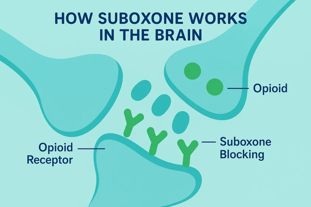 Simplified diagram of Suboxone blocking opioid receptors in the brain.